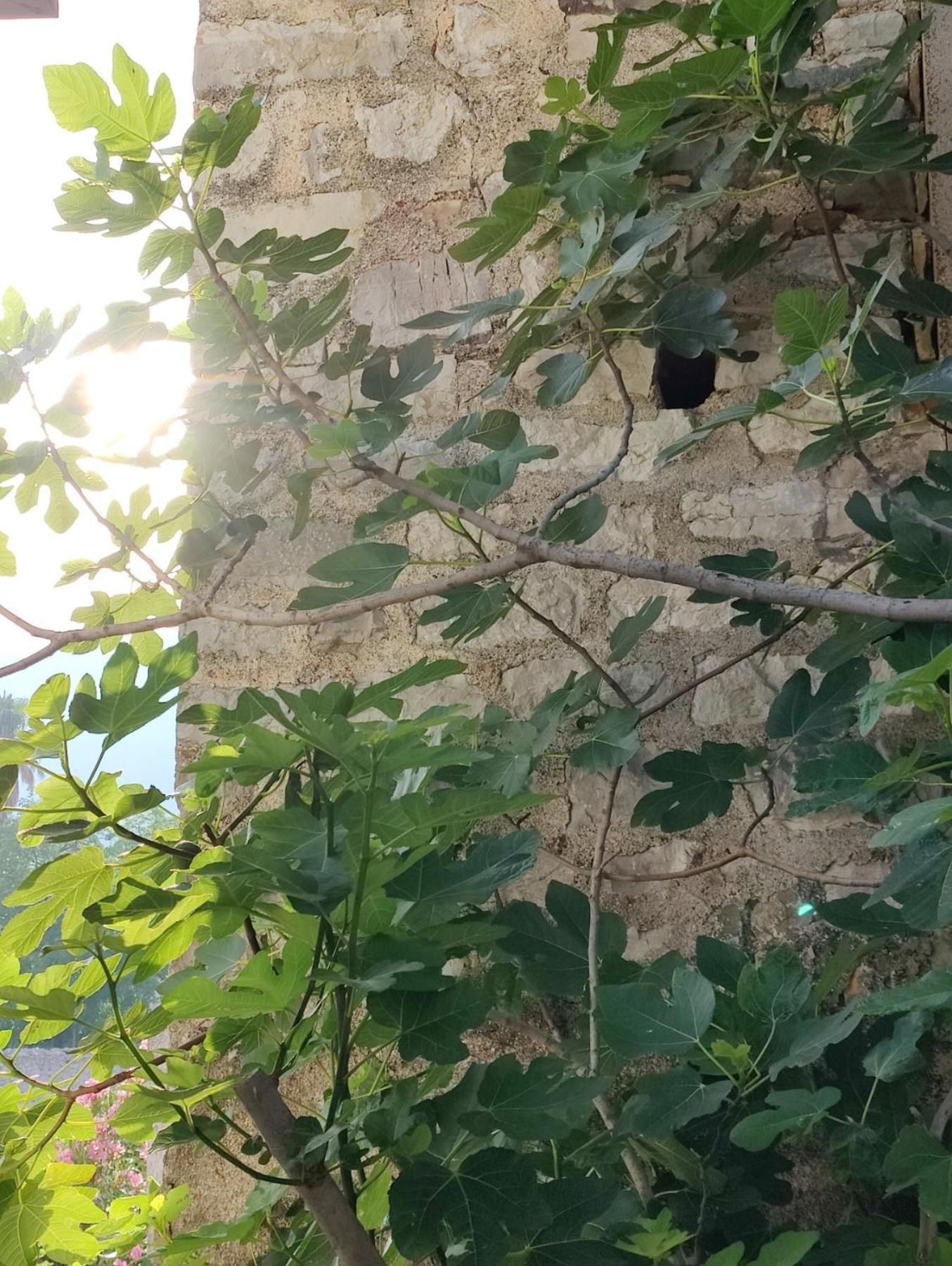 Miro Guesthouse Tivat Luaran gambar